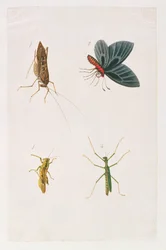 Vier Insecten, uit Tekeningen van Dieren, Insecten en Reptielen uit Malakka, ca. 1805-18